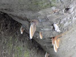 Mushroom on the tree photo