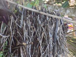 dry tree branches photo