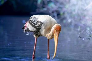 A long - beaked bird with long legs standing in water photo