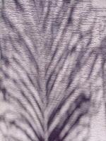 a pattern of a tree and a shadow on a wall. photo