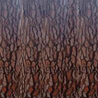 Tree nature wooden texture background photo