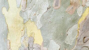 Close-up of tree bark with natural peeling layers photo