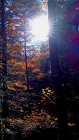 The Beautiful Sunlight Filtering Through the Tall Trees in a Peaceful Forest Setting video