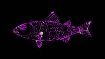 Neon frame effect, Sardine small sardine with a cheerful face and lots of scales to color on black background video