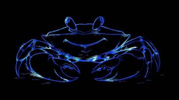 Neon frame effect, Crab crab with big claws and a cheeky grin on black background video