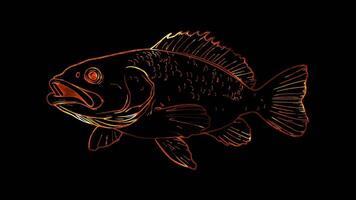 Neon frame effect, Grouper grouper fish with a rounded body and a happy expression on black background video