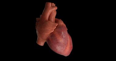 Human heart beating gyrating 360 degree in loop video