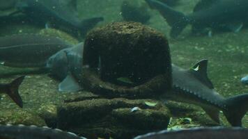 Headless statue on aquarium background with fish passing around video