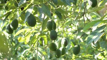 Natural hass avocados hanging in a avocado tree video