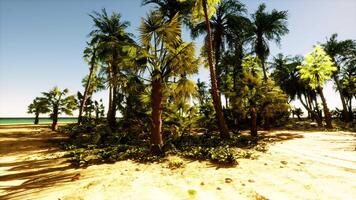 A sandy beach with palm trees and the ocean in the background video