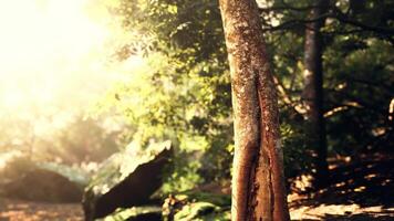 Sunlight Filtering Through Tropical Forest in Fog video