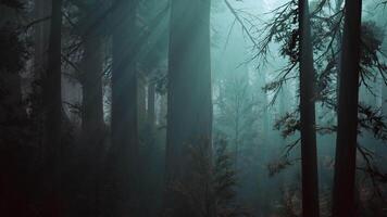 Majestic Sequoia Forest - Towering Trees in Abundance video