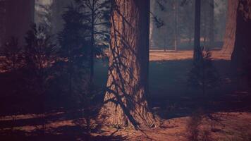 Impressive Sequoia Tree Standing Tall in the Forest video