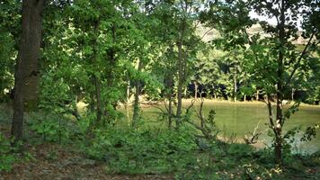 A body of water surrounded by trees and grass video