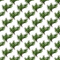 Seamless pattern of green fir tree branches on a white background vector