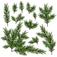 Set of different green Christmas tree branches vector