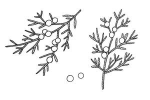 Illustration of Juniper branches with berries on isolated background. Hand drawn heather plant with cones. Food, medicine ingredient. Design element for print, paper, logo, card, sign, label vector