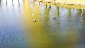 Two ducks swim on water. Top view video