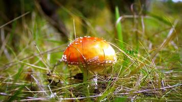 Amanita muscaria. Dangerous mushrooms. Red fly agaric in dry grass in the autumn forest against the background of sunlight. Beautiful fairy-tale mushrooms video