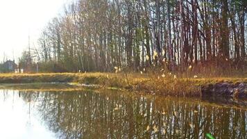 Spring landscape. Forest and lake in spring. The awakening of nature after winter. Relaxation and peace. Rest outside the city. video