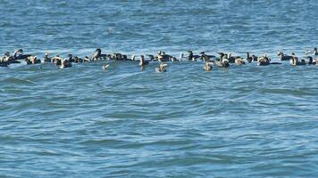 Flock of Cormorants Hunting in the Ocean in Autumn Footage. video