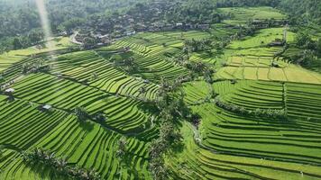 An aerial view of rice terraces in bali video