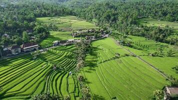 An aerial view of rice fields in bali video