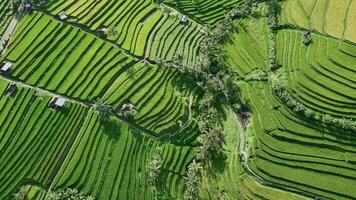 aéreo Visão do arroz terraços dentro Bali, Indonésia video