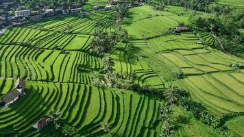 An aerial view of rice terraces in bali video
