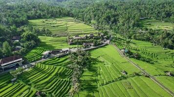 An aerial view of rice terraces in bali video