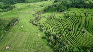 Aerial view of rice terraces in bali video