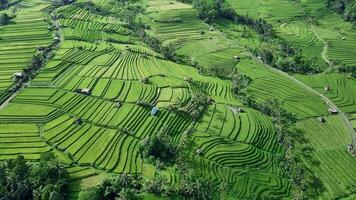An aerial view of rice terraces in bali video