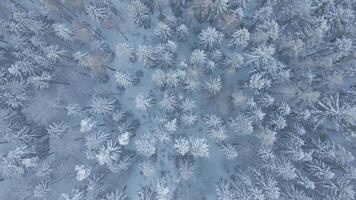 Top view of snowy forest. Winer landscape with pine trees covered in snow, aerial view video