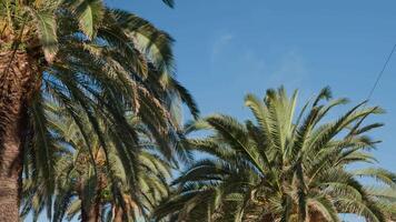 Palm trees with lush fronds set against clear blue sky. Summer background with tropical trees with green leaves, bottom view. Vacation in tropical beach concept video