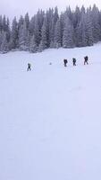 Flying over a group of tourists with backpacks in the winter mountains. Winter climbing in the Carpathian Mountains. Snowy tree branch in a view of the winter forest. Aerial footage, vertical video