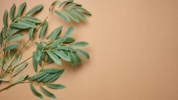 Green branch on brown background, top view photo