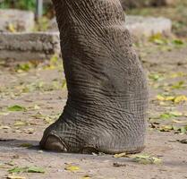 A fragment of a walking elephant's leg on a summer day photo