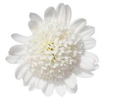 White chrysanthemum bud on isolated background photo