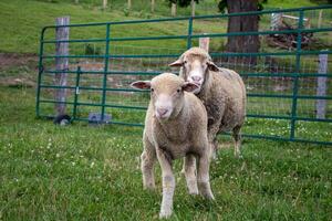 Two sheep running in a pasture photo