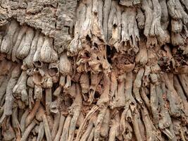 unique abstract pattern of dry coconut tree roots photo