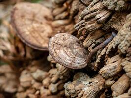 dried mushrooms attached to the roots of a dead coconut tree with a single nail attached photo