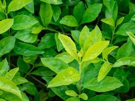 beautiful background of super fresh green leave with details photo