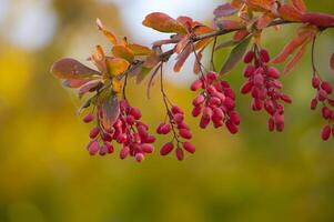 Vibrant barberry berries, also known as berberis vulgaris, hang on leafy branches photo