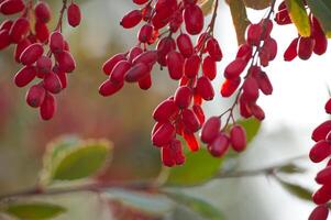 Close-up of vibrant red berberis vulgaris berries clustered on leafy branches photo