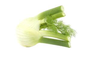Fresh Fennel Bulb Isolated on White Background for Culinary Use photo
