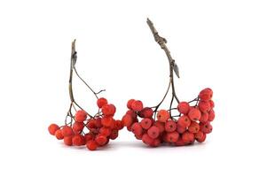 Close-Up of Vibrant Red Rowan Berries Isolated on White Background photo