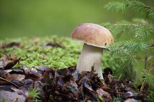 Close-Up of Wild Penny Bun Mushroom Growing on Forest Floor photo