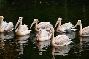 Graceful Pelicans Floating Serenely on Tranquil Lake Surface photo