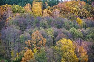Beautiful Autumn Forest With Vibrant Fall Colors in Nature photo