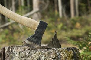Axe stuck in tree stump in background of felled forest photo